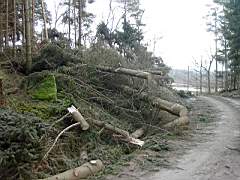 050129-Kvarnfallet 003.jpg